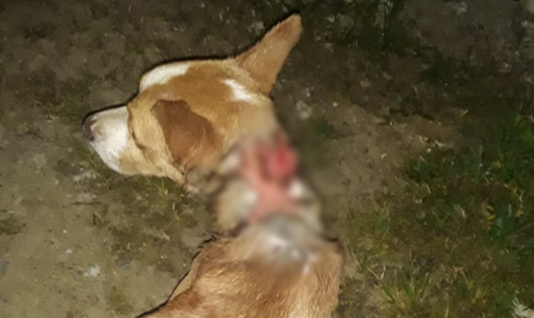preocupacao-com-cachorro-ferido-em-santo-aleixo,-jaboatao,-mobiliza-moradores