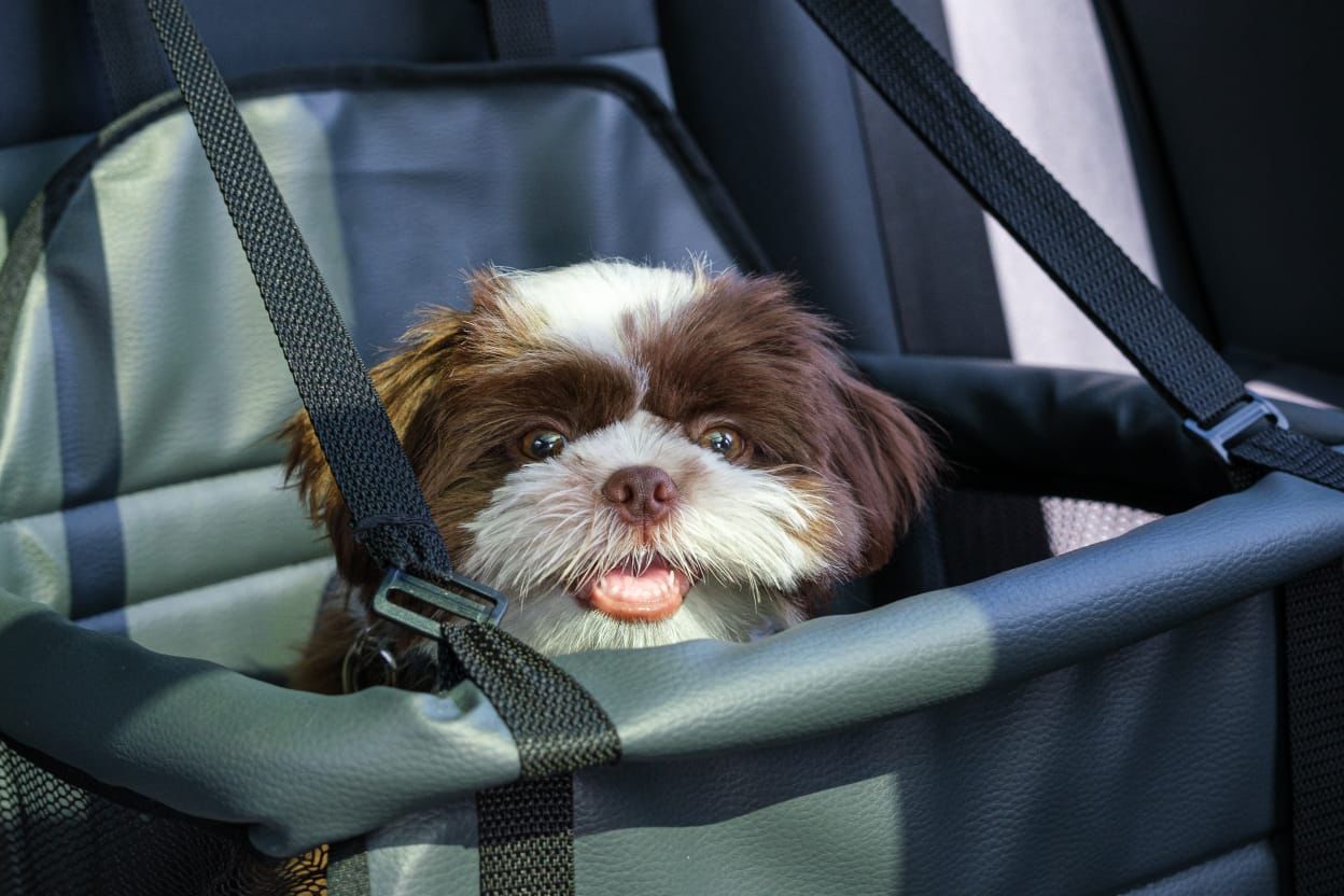 no-dia-internacional-dos-animais,-detran-pe-orienta-para-conducao-correta-de-pets-em-veiculos