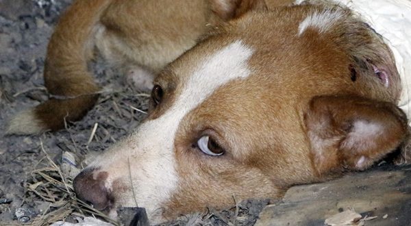 cachorro-que-perambulava-pela-rua-da-palma-nao-resiste-aos-ferimentos-e-morre-em-santo-aleixo.-armando-filho-fala-ao-blog-sobre-o-ocorrido