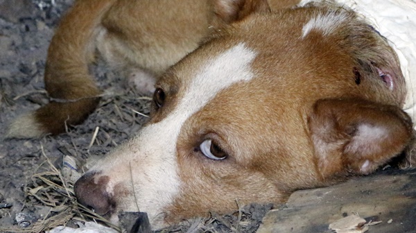 cachorro-que-perambulava-pela-rua-da-palma-nao-resiste-aos-ferimentos-e-morre-em-santo-aleixo.-armando-filho-fala-ao-blog-sobre-o-ocorrido