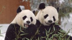 fim-da-‘diplomacia-dos-pandas’?-o-que-esta-por-tras-de-pedidos-da-china-para-que-animais-sejam-devolvidos