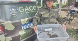 agentes-ambientais-de-olinda-resgatam-iguana-no-bairro-do-passarinho