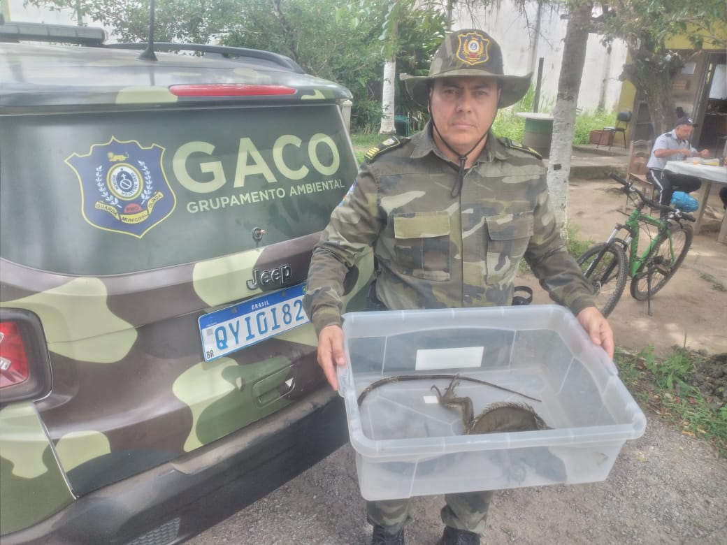 agentes-ambientais-de-olinda-resgatam-iguana-no-bairro-do-passarinho
