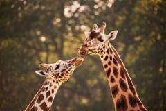 5-ameacas-que-podem-levar-girafas-a-extincao