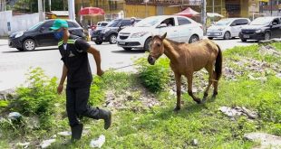 olinda-divulga-novo-numero-para-denuncias-de-animais-soltos-em-via-publica