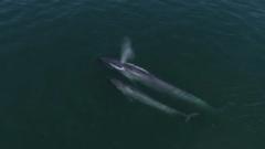 a-inesperada-volta-de-baleias-azuis-ao-‘refugio’-onde-foram-exterminadas