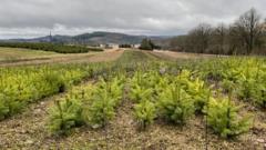 como-as-arvores-de-natal-impactam-o-meio-ambiente-na-franca