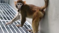 por-que-1a-clonagem-de-macaco-rhesus-por-cientistas-chineses-causou-polemica