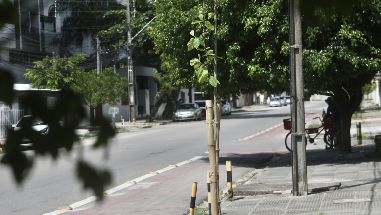 prefeitura-do-recife-reforca-arborizacao-no-bairro-da-imbiribeira,-na-zona-sul