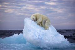 a-impressionante-foto-de-urso-polar-dormindo-em-iceberg-que-venceu-premio-de-fotografia