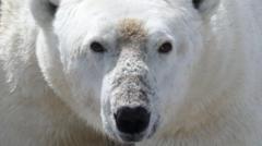 fome-ameaca-vida-dos-ursos-polares-com-derretimento-glacial-no-artico