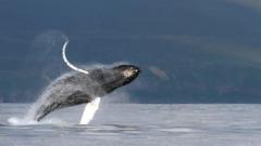 o-misterio-do-canto-das-baleias-desvendado-por-cientistas