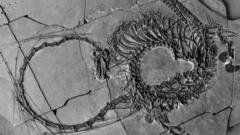 fossil-revela-‘dragao’-de-240-milhoes-de-anos