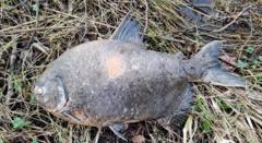 peixe-amazonico-e-encontrado-em-lago-da-irlanda-e-intriga-cientistas