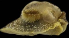 a-misteriosa-criatura-marinha-descoberta-por-cientistas-na-costa-britanica
