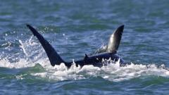 orca-devora-tubarao-branco-em-ataque-‘surpreendente’