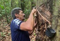 ‘o-seringueiro-e-o-melhor-guarda-florestal’:-o-novo-ciclo-de-borracha-nativa-que-esta-ajudando-a-preservar-a-amazonia