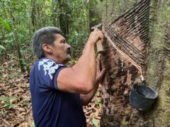 ‘o-seringueiro-e-o-melhor-guarda-florestal’:-o-novo-ciclo-de-borracha-nativa-que-esta-ajudando-a-preservar-a-amazonia