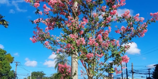 prefeitura-do-recife-contempla-avenida-caxanga-com-150-novas-arvores