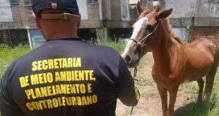 cavalos-sao-retirados-de-vias-publicas-de-olinda-em-acao-conjunta-da-prefeitura