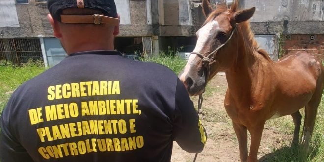 cavalos-sao-retirados-de-vias-publicas-de-olinda-em-acao-conjunta-da-prefeitura