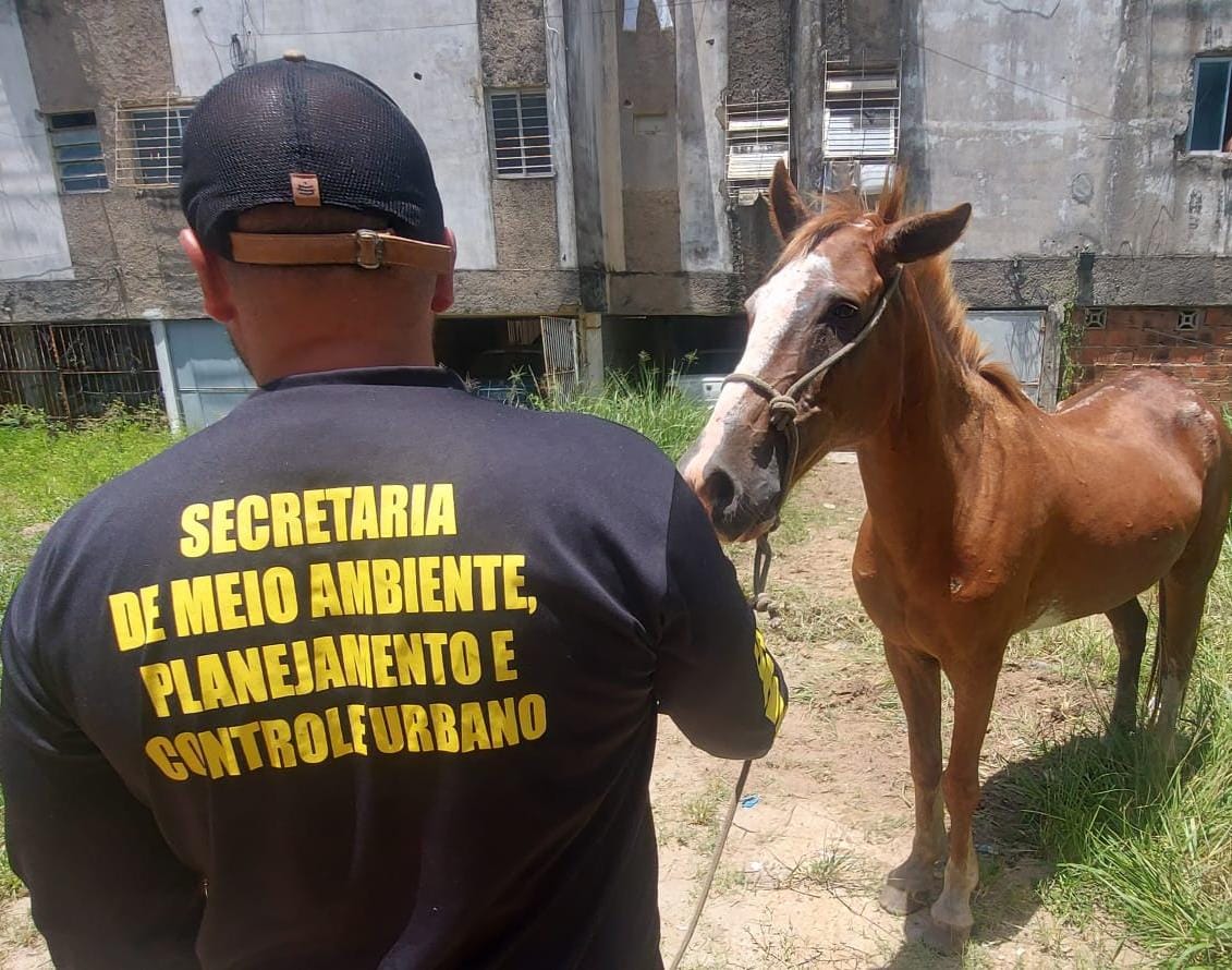 cavalos-sao-retirados-de-vias-publicas-de-olinda-em-acao-conjunta-da-prefeitura