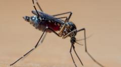 a-‘tempestade-perfeita’-que-explica-explosao-de-casos-de-dengue-no-brasil