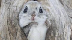 mamiferos-lutam-para-sobreviver-a-clima-mais-quente-em-novo-documentario-da-bbc
