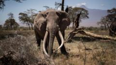 por-que-botsuana-ameaca-enviar-20-mil-elefantes-para-alemanha:-‘nao-e-brincadeira’