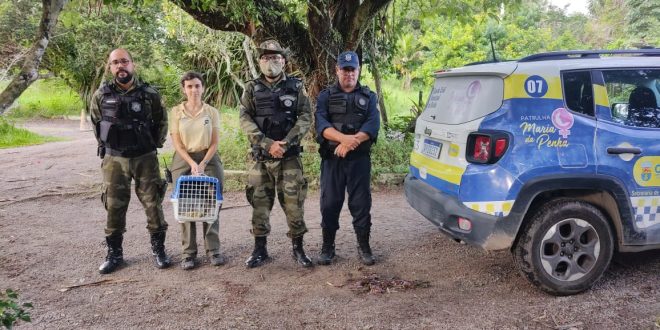 animais-silvestres-sao-resgatados-pelo-grupamento-ambiental-de-olinda