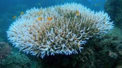 nova-onda-global-de-branqueamento-de-corais-e-sinal-da-morte-dos-oceanos?