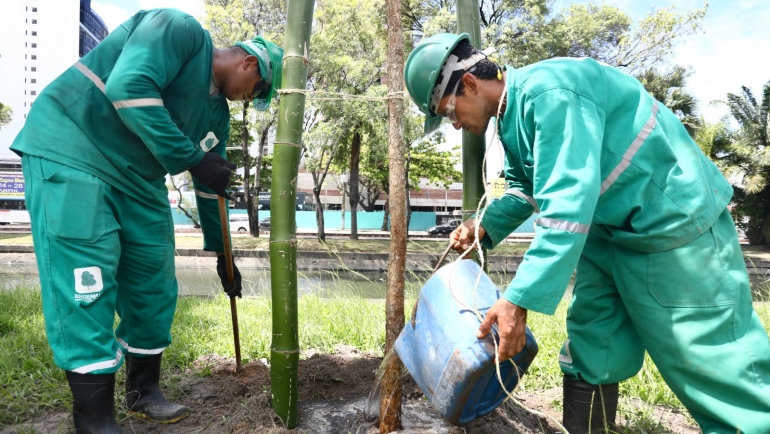prefeitura-do-recife-planta-mais-115-arvores-na-avenida-agamenon-magalhaes