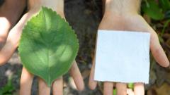 a-planta-usada-como-alternativa-ao-papel-higienico-na-africa-e-nos-eua
