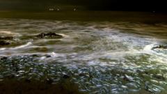 os-peixes-que-promovem-‘orgias’-nas-praias-da-california-em-rituais-ordenados-pela-lua