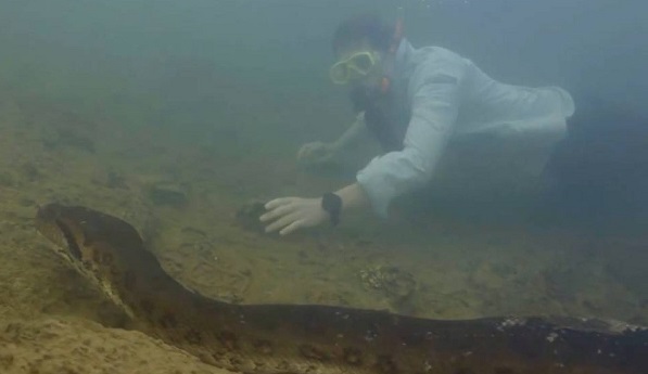 sucuri-de-oito-metros-e-meio-nada-no-leito-de-um-rio-de-aguas-transparentes-na-regiao-amazonica