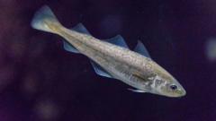 o-misterioso-mundo-dos-peixes-que-se-comunicam-por-zumbidos-e-puns