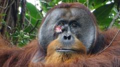 orangotango-selvagem-e-visto-usando-planta-para-curar-ferida