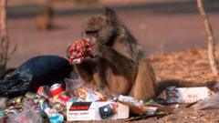 os-animais-que-estao-invadindo-cidades-atras-de-lixo