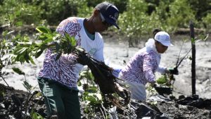 prefeitura-do-recife-comemora-semana-do-meio-ambiente-com-iniciativa-de-revitalizacao-de-manguezais