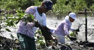 prefeitura-do-recife-comemora-semana-do-meio-ambiente-com-iniciativa-de-revitalizacao-de-manguezais