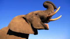 elefantes-se-chamam-pelo-‘nome’,-revela-pesquisa