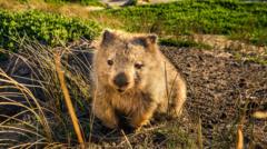 investigador-paranormal-e-passeador-de-marsupial:-tasmania-faz-ofertas-de-trabalho-inusitadas-para-atrair-turistas