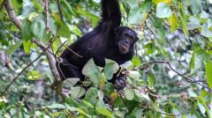 chimpanzes-se-‘curam’-com-plantas-medicinais,-diz-pesquisa