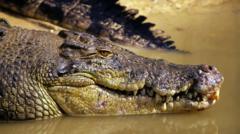 a-busca-desesperada-por-crianca-que-desapareceu-em-aguas-com-crocodilos