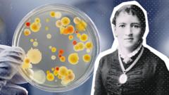 fanny-angelina-hesse:-a-mulher-que-revolucionou-a-microbiologia-com-um-ingrediente-de-cozinha