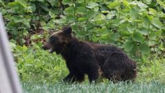 com-grande-aumento-de-ataques-de-ursos,-japao-quer-facilitar-caca-e-abate-de-animais