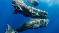 o-‘alfabeto’-das-baleias-cachalotes-revelado-por-inteligencia-artificial