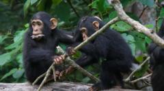 a-incrivel-semelhanca-entre-‘bate-papo’-de-chimpanzes-e-humanos