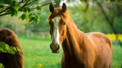 cavalos-tem-inteligencia-para-se-planejar-e-criar-estrategias,-revela-novo-estudo