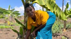 o-vinho-de-banana-que-salvou-produtoras-afetadas-por-calor-extremo